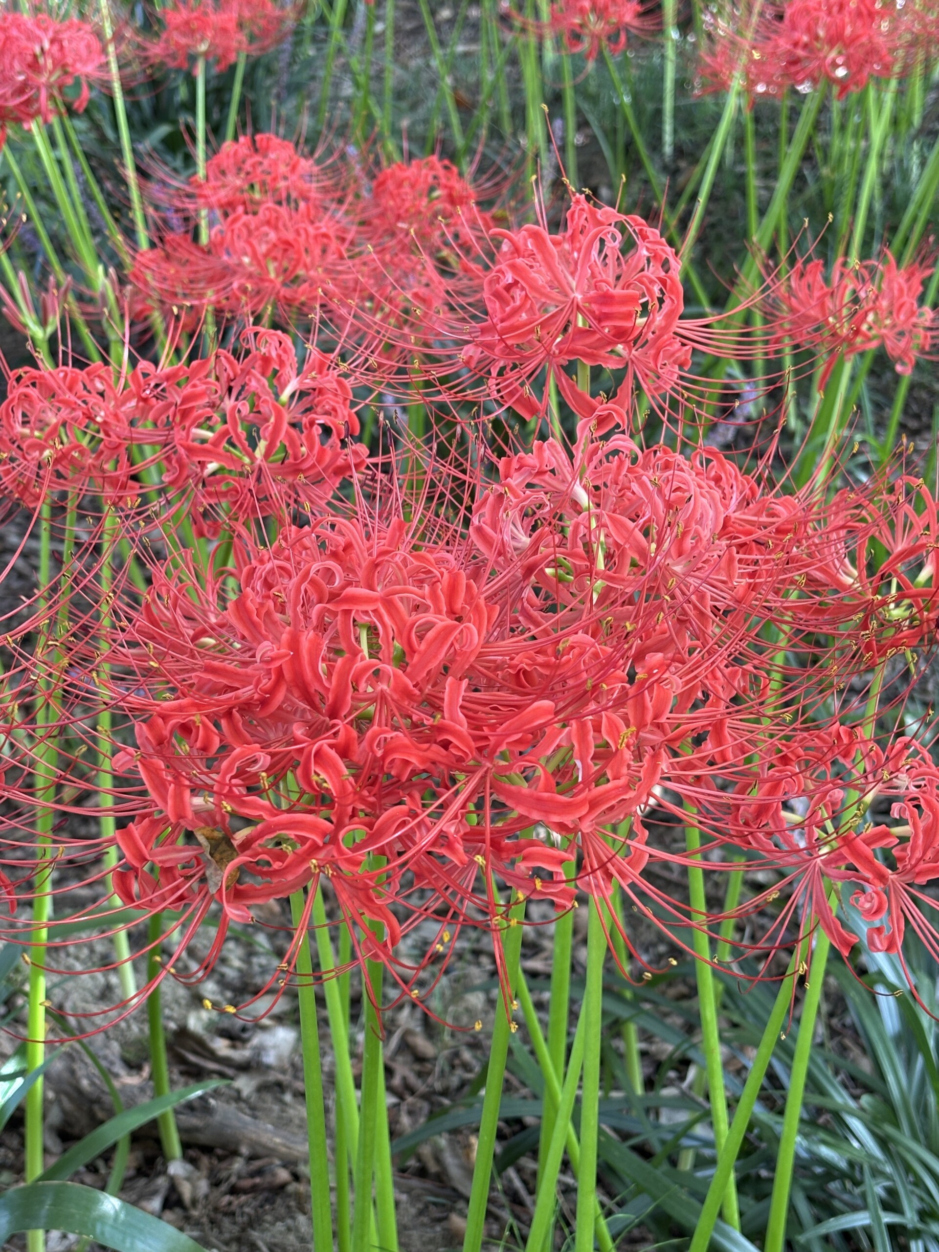 妖しくも美しい秋の使者：曼珠沙華（彼岸花）の秘密に迫る | 少人数制